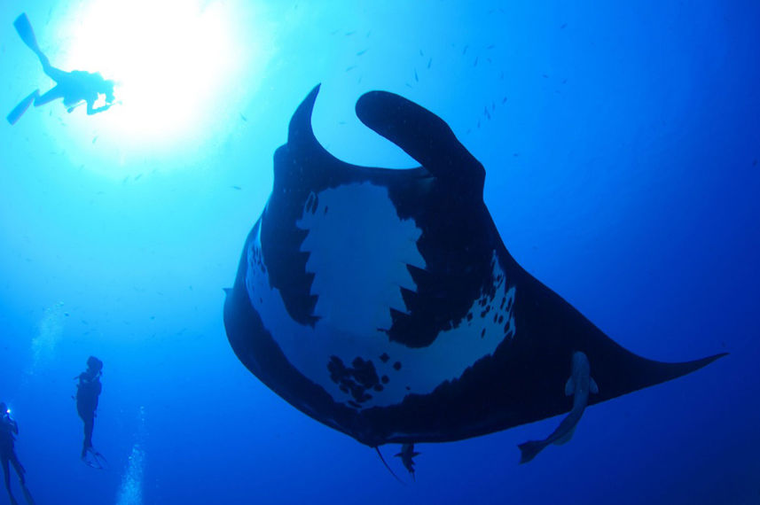 Manta Ray - Socorro