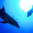 Dolphins -Socorro