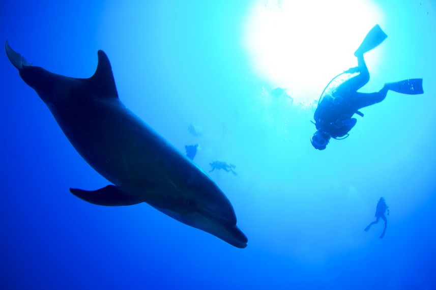 Dolphins -Socorro