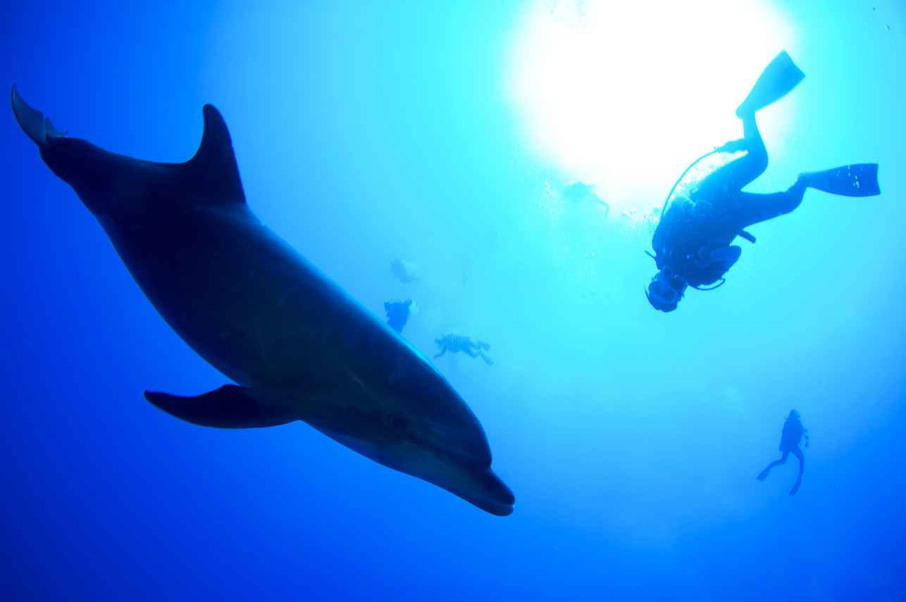 Dolphins -Socorro