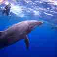 Dolphins -Socorro