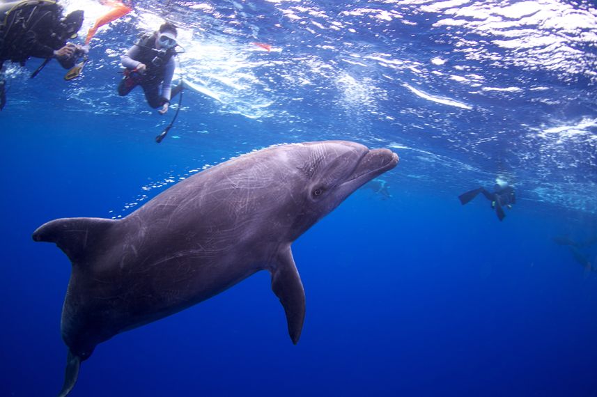 Dolphins -Socorro
