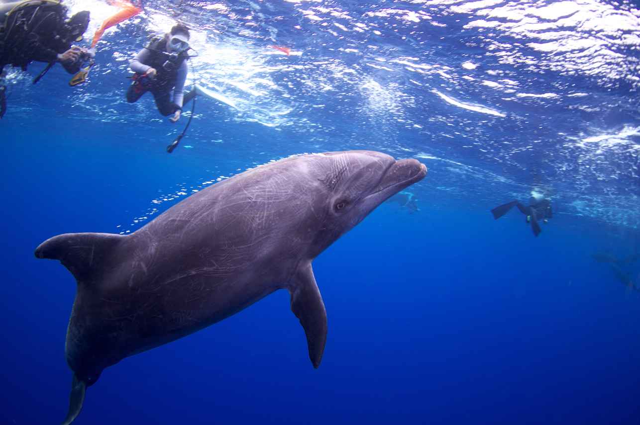 Dolphins -Socorro