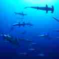 Hammer Head Shark - Socorro