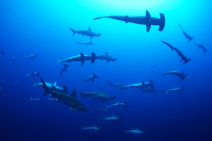 Hammer Head Shark - Socorro