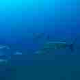 Hammer Head Shark - Socorro