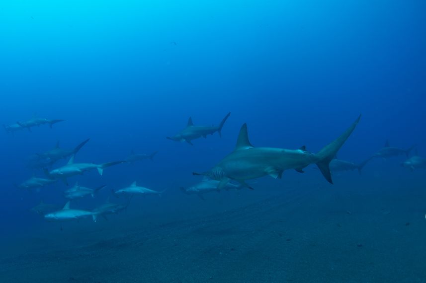 Hammer Head Shark - Socorro