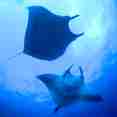 Manta Ray - Socorro