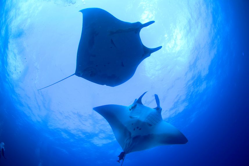 Manta Ray - Socorro
