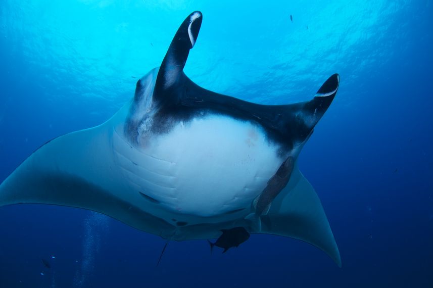 Manta Ray - Socorro
