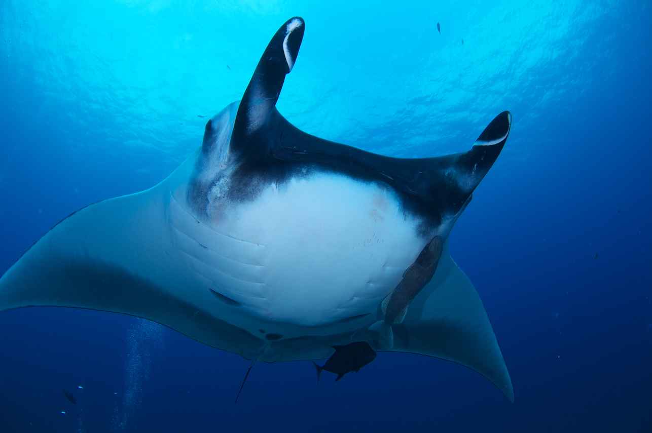 Manta Ray - Socorro