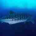 Whale Shark - Socorro
