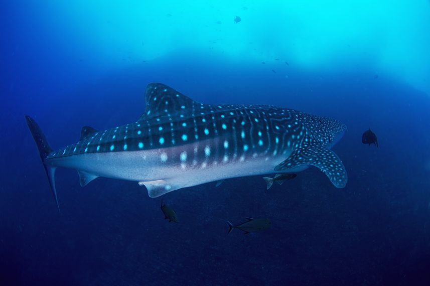 Whale Shark - Socorro