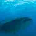 See magnificent Whale Sharks in the Maldives - Fun Azul