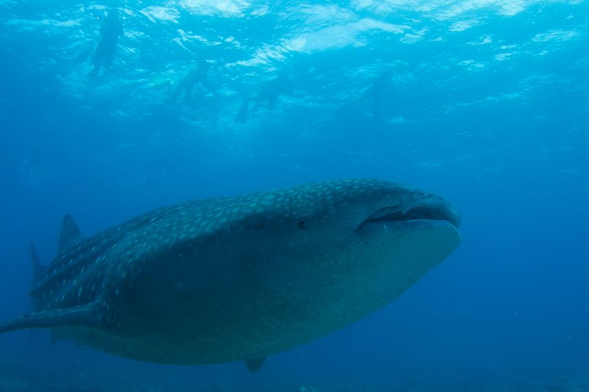 See magnificent Whale Sharks in the Maldives - Fun Azul