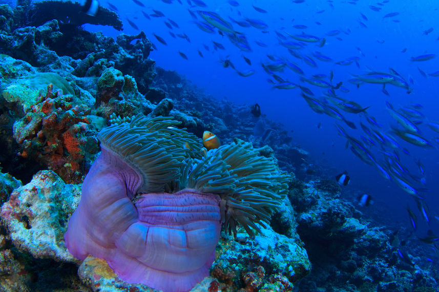 Amazing fish and corals diving the Maldives