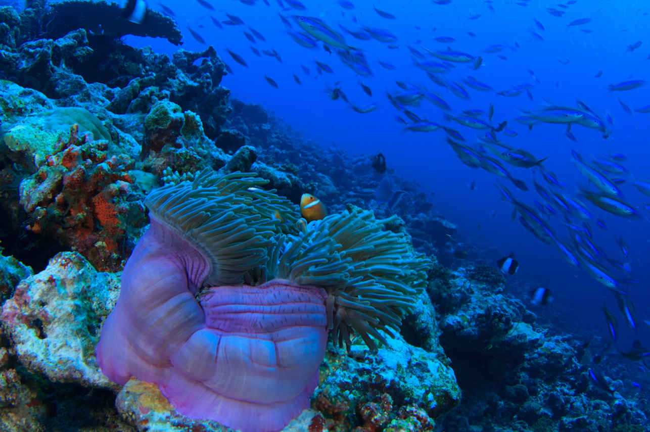 Amazing fish and corals diving the Maldives