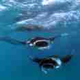 Maldivian Manta Madness! . . . . - Fun Azul