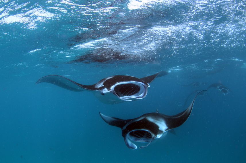 Maldivian Manta Madness! . . . . - Fun Azul