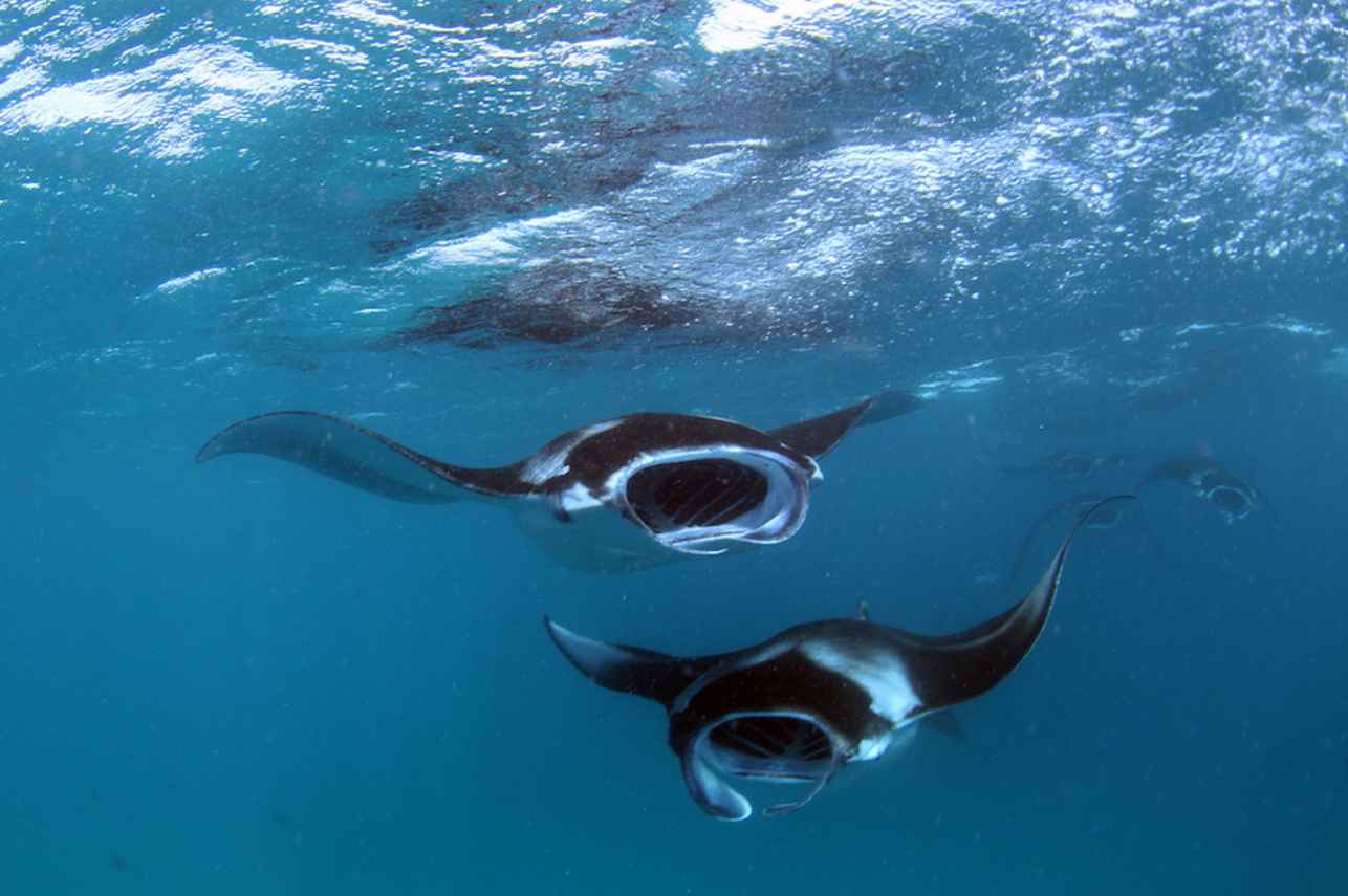 Maldivian Manta Madness! . . . . - Fun Azul