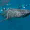 Chance to snorkel or dive with amazing Whale Sharks - Fun Azul