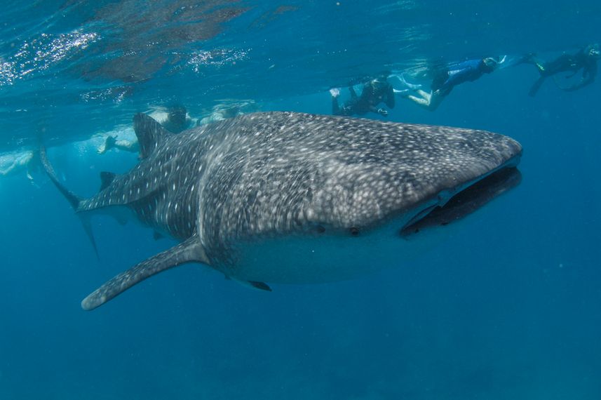 Chance to snorkel or dive with amazing Whale Sharks - Fun Azul