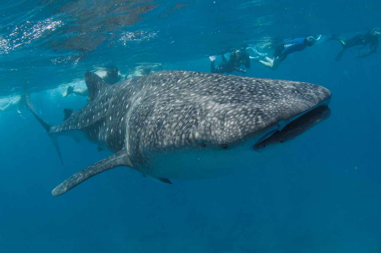Chance to snorkel or dive with amazing Whale Sharks - Fun Azul
