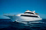 Golden Dolphin