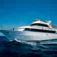 Golden Dolphin 