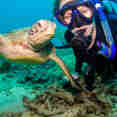 Diving