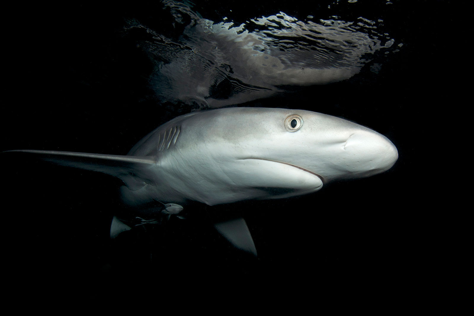 Requin - Ocean Quest