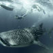 Whale Shark - Scubaspa Yang