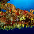 Corals