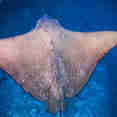 Marine Life - Scubaspa Yang