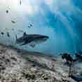 Marine Life - Scubaspa Yang