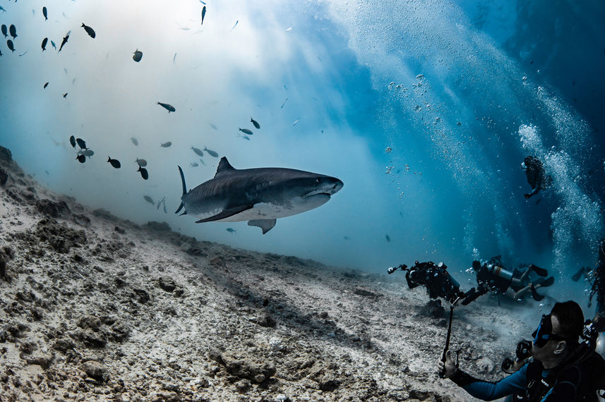 Marine Life - Scubaspa Yang