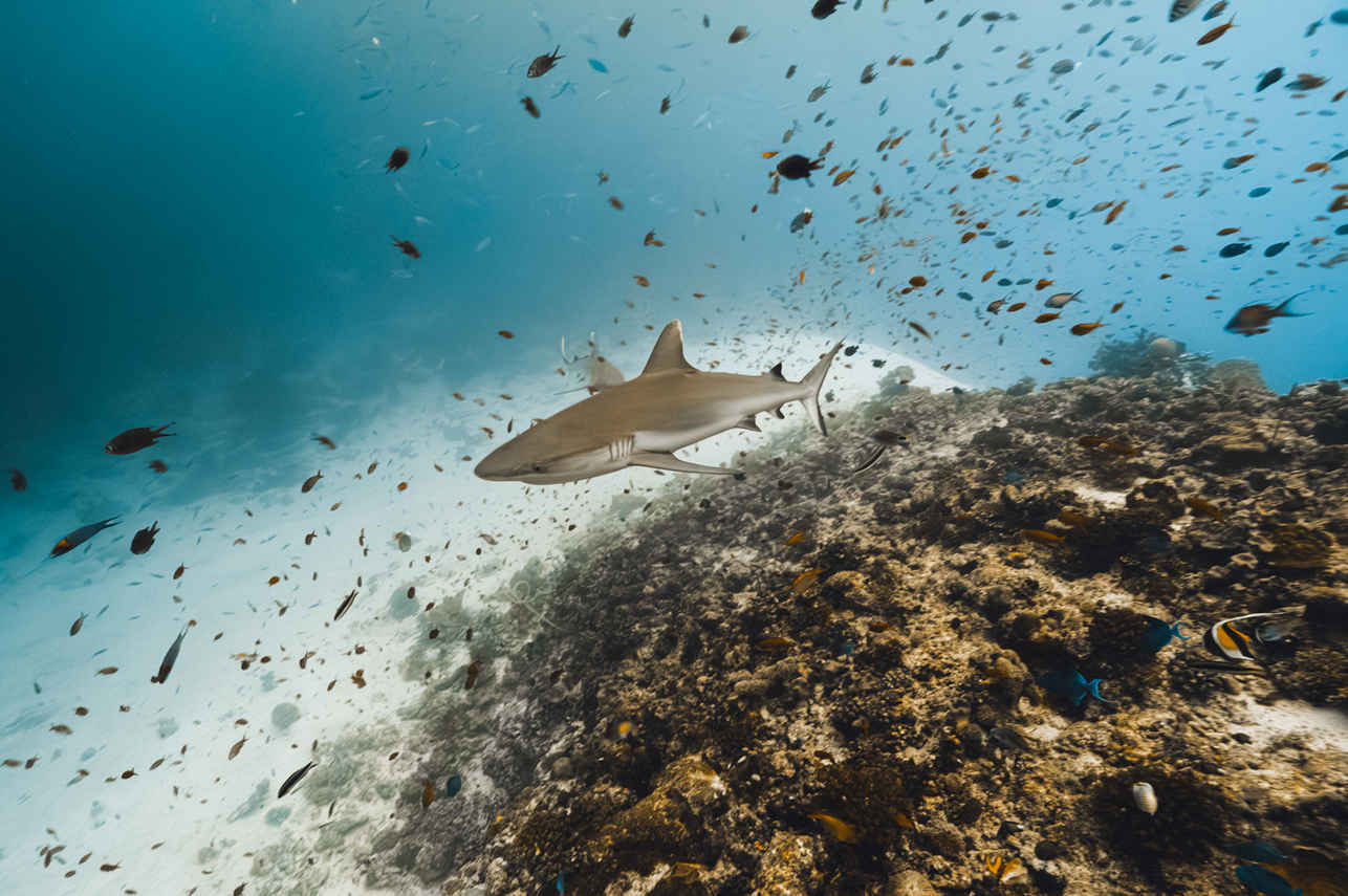 Shark - Scubaspa Yang