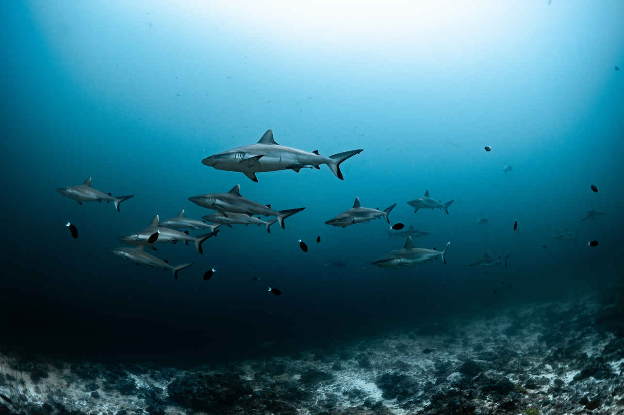 Shark - Scubaspa Yang