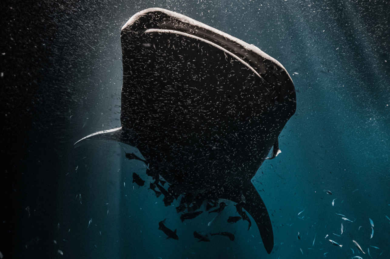 Whale Shark - Scubaspa Yang