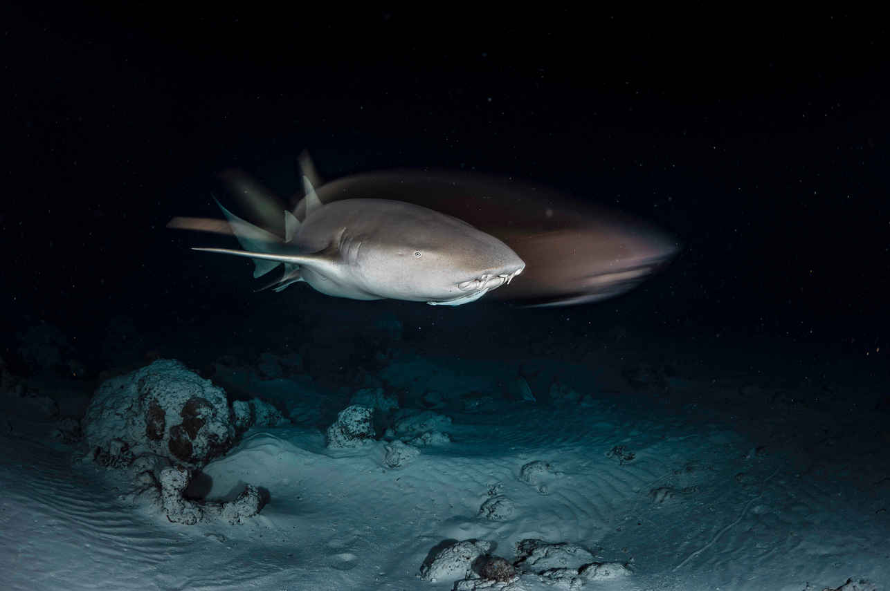 Shark - Scubaspa Yang