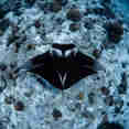 Marine Life - Scubaspa Yang