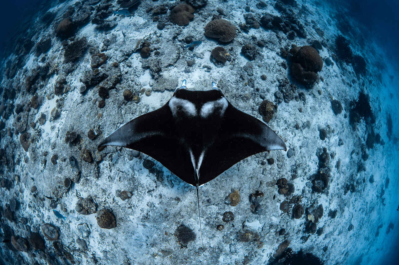 Marine Life - Scubaspa Yang