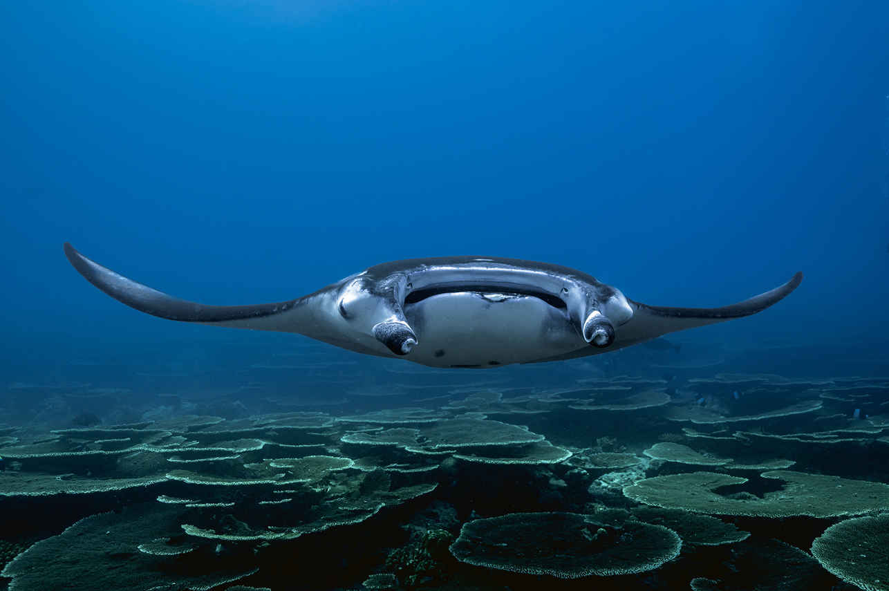 Marine Life - Scubaspa Yang