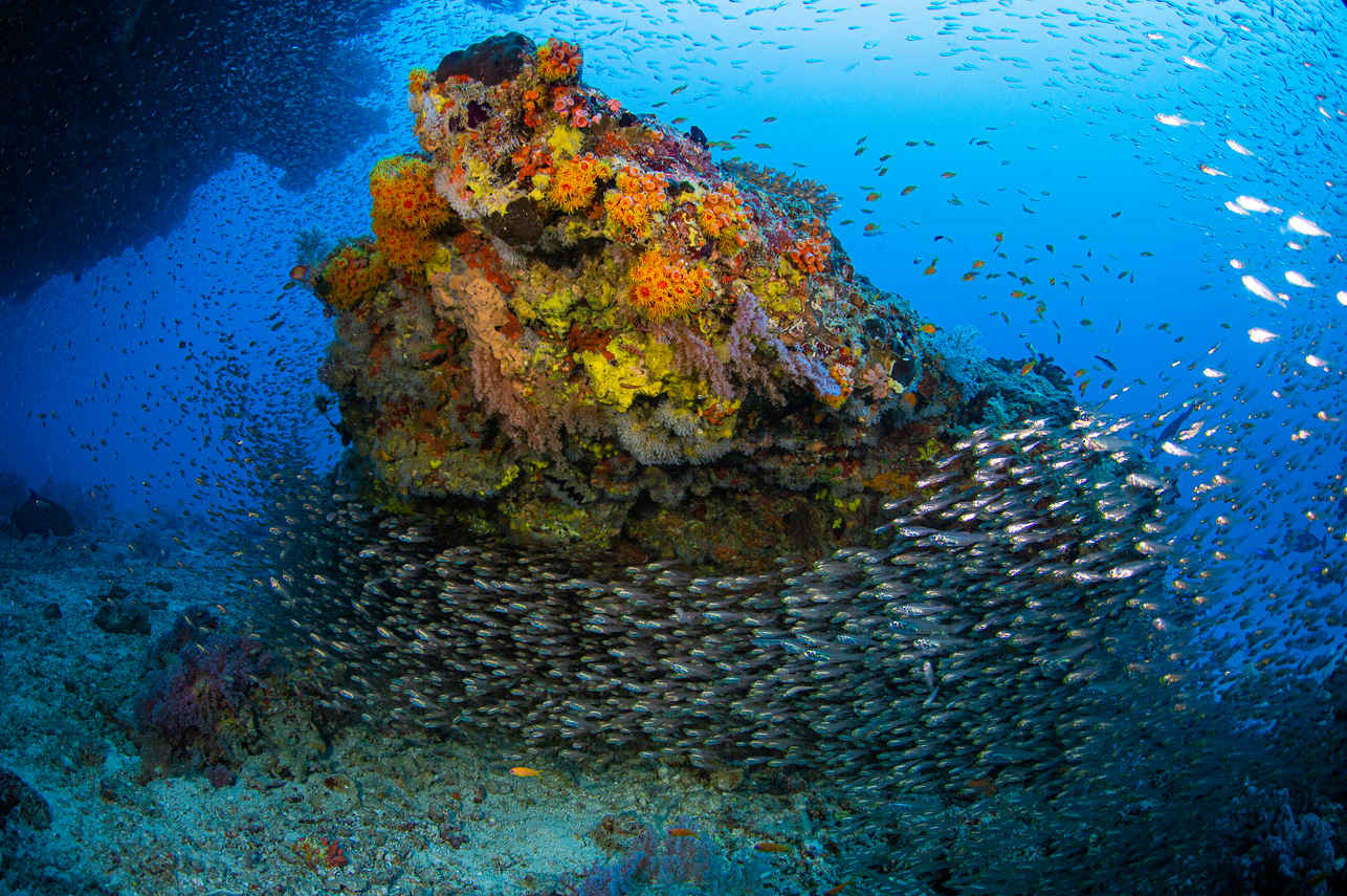 Marine Life - Scubaspa Yang