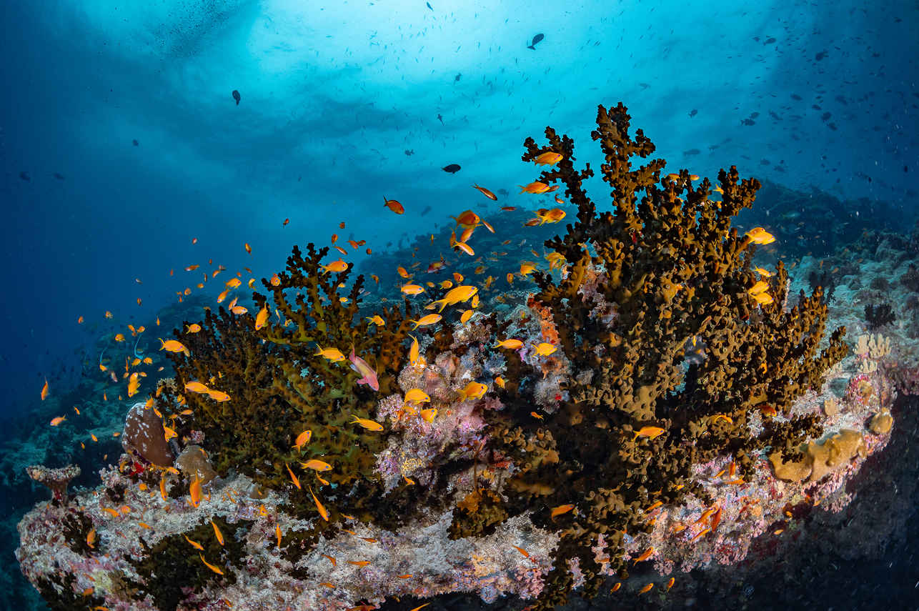 Marine Life - Scubaspa Yang