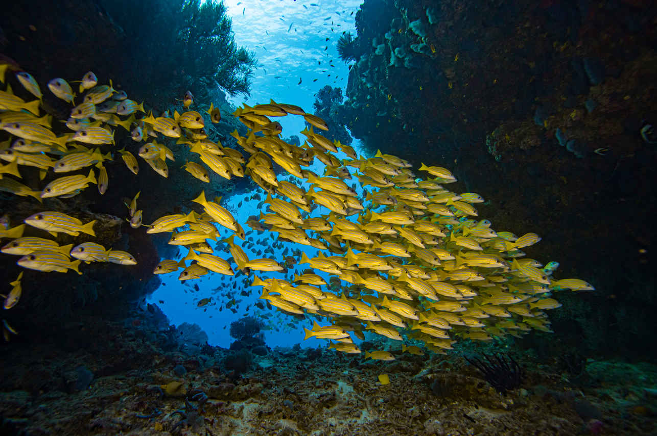 Marine Life - Scubaspa Yang