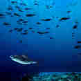 Marine Life - Scubaspa Yang