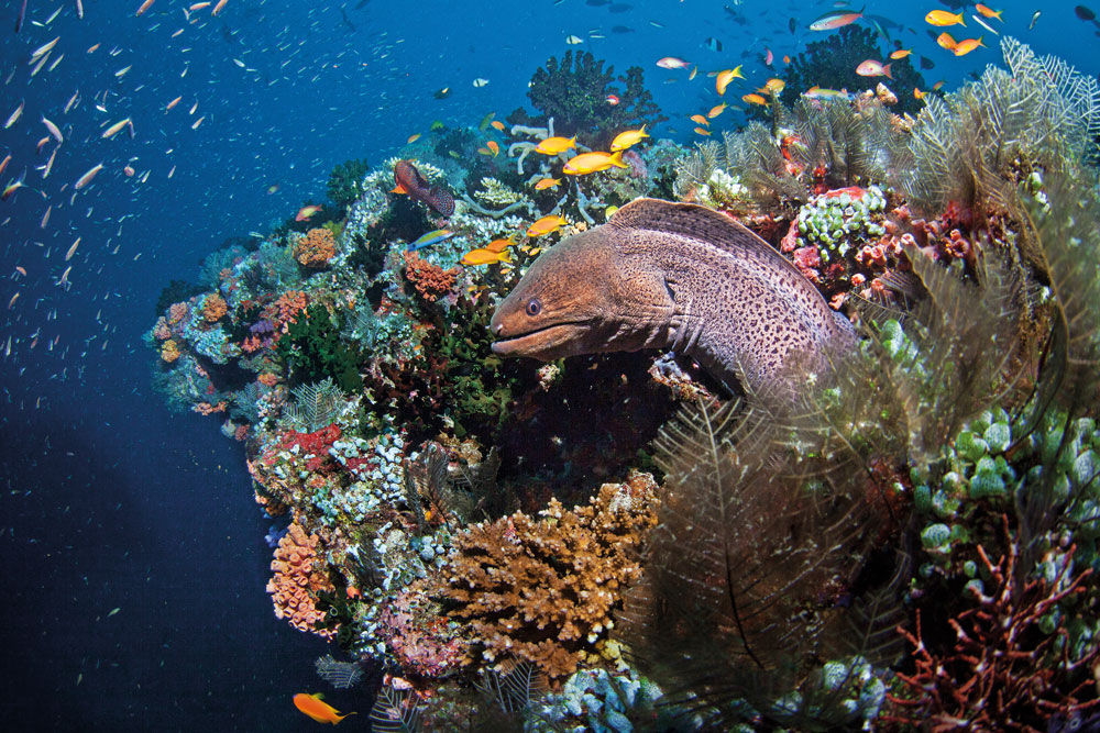Коралловый риф - Scubaspa Yang