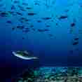 Marine Life - Scubaspa Yang