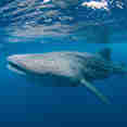 Marine Life - Scubaspa Yang